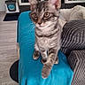 cat, kitten, tabby, pet, animal, sitting, front_paw, wide_eyes, whiskers, striped_fur, indoors, living_room, blanket, turquoise, couch, throw_pillow, shelving, toys, litter_box, portrait