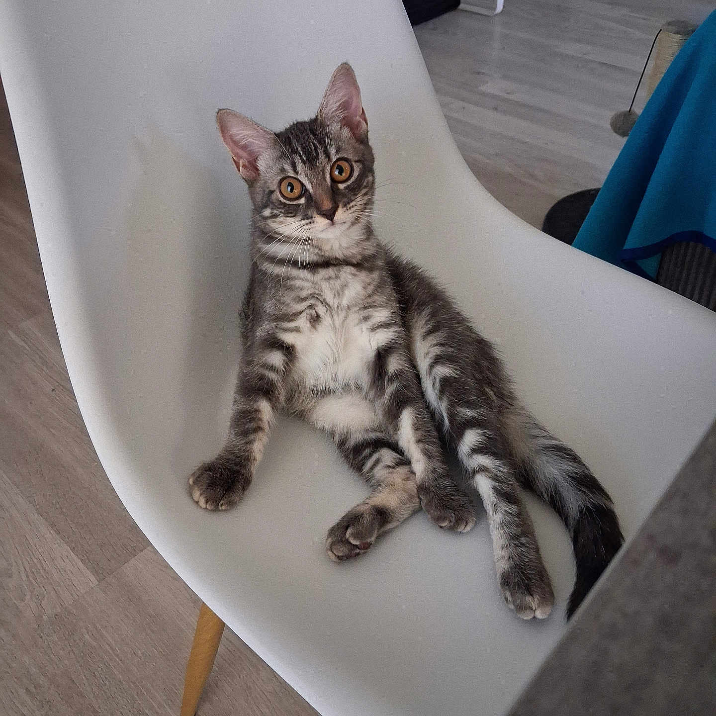 Bounty a rejoint le concours — aidez-le/la à gagner de superbes lots ! cat, kitten, tabby, striped_fur, sitting, chair, white_chair, indoors, home, living_room, wood_floor, blue_blanket, portrait, pet, animal, whiskers, ears, eyes, tail, furniture