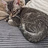 Bounty a rejoint le concours — aidez-le/la à gagner de superbes lots ! cat, kitten, tabby, sleeping, curled_up, pet, animal, furry, whiskers, ears, tail, gray, striped, couch, sofa, blanket, pillow, indoors, cozy, portrait