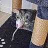 cat, kitten, gray_cat, fluffy, feline, toy_mouse, playing, scratching_post, cat_tree, pet, animal, indoor, home, carpet, furniture, playful, whiskers, ears, fur, cozy