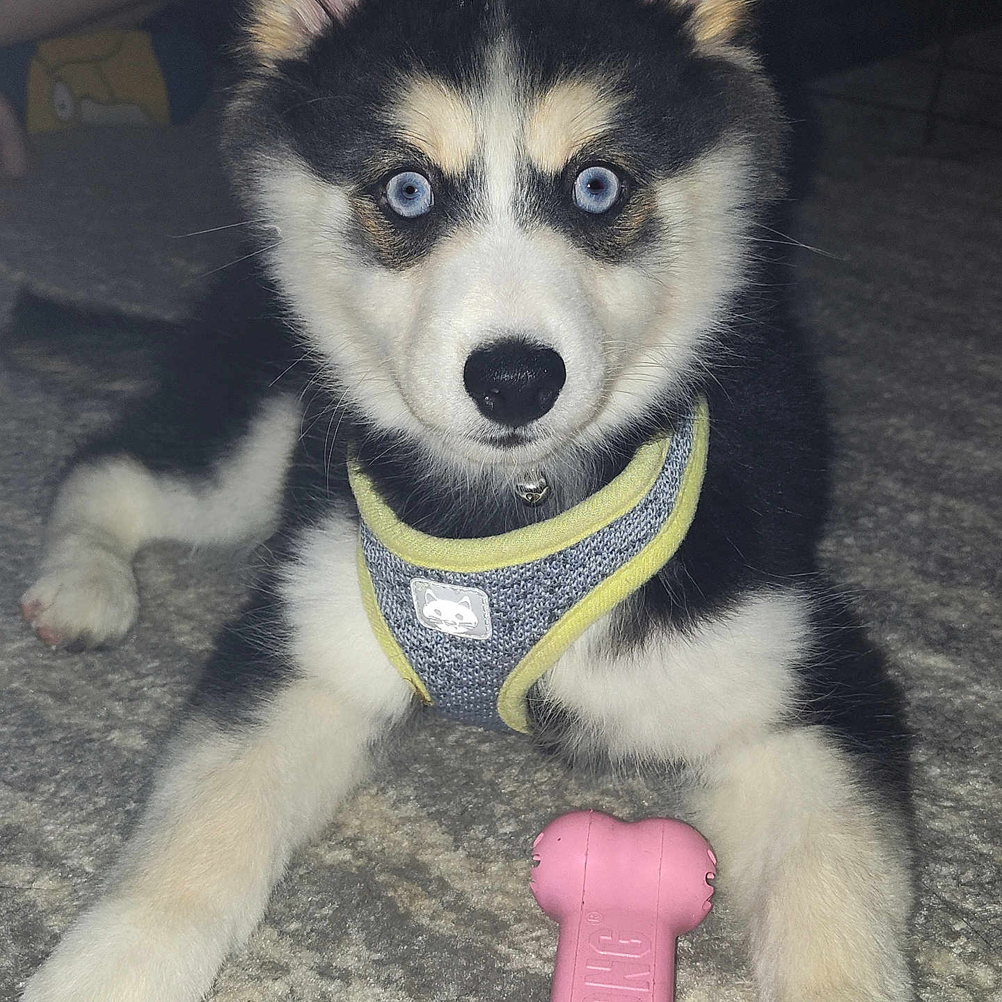 Melanie is registered to the contest to win money with this photo: accessories, animal, canine, dog, eskimodog, husky, leash, pet, puppy, snout, strap, whitedog
