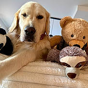 Toby participe au concours pour gagner de l'argent avec cette photo : dog, golden_retriever, puppy, stuffed_animals, teddy_bear, panda_toy, monkey_toy, bed, blanket, indoors, portrait, close_up, lying_down, fluffy, fur, brown, cream, pet, cozy, playful