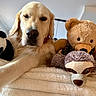 dog, golden_retriever, puppy, stuffed_animals, teddy_bear, panda_toy, monkey_toy, bed, blanket, indoors, portrait, close_up, lying_down, fluffy, fur, brown, cream, pet, cozy, playful
