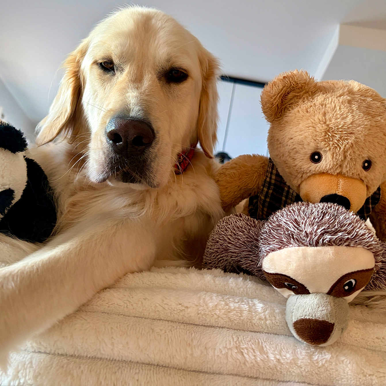 Toby participe au concours pour gagner de l'argent avec cette photo : dog, golden_retriever, puppy, stuffed_animals, teddy_bear, panda_toy, monkey_toy, bed, blanket, indoors, portrait, close_up, lying_down, fluffy, fur, brown, cream, pet, cozy, playful