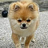 dog, pomeranian, small_dog, walking, outdoor, fur, cute, pet, animal, tongue_out, fluffy, close_up, portrait, gravel, blurred_background, canine, mammal, companion, friendly, domestic_animal