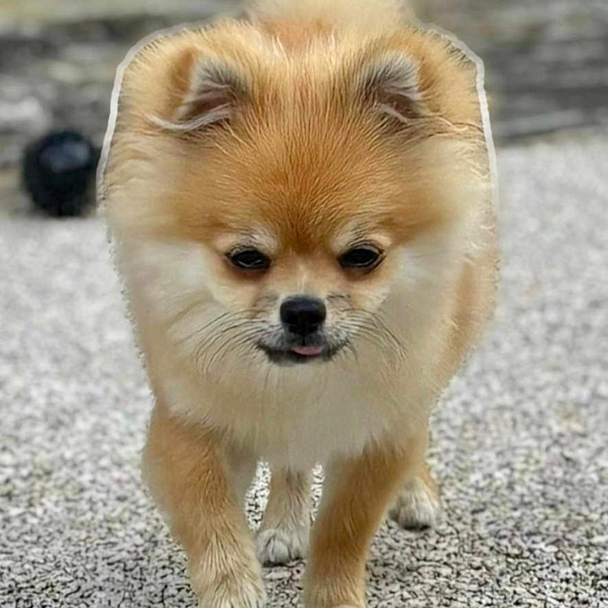 Simba a rejoint le concours — aidez-le/la à gagner de superbes lots ! dog, pomeranian, small_dog, walking, outdoor, fur, cute, pet, animal, tongue_out, fluffy, close_up, portrait, gravel, blurred_background, canine, mammal, companion, friendly, domestic_animal