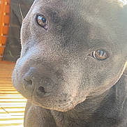 Usko participe au concours pour gagner de l'argent avec cette photo : dog, close_up, pet, canine, portrait, brown_eyes, snout, nose, whiskers, fur, indoor, sunlight, reflection, wooden_floor, bench, attentive, curious, cute, muzzle, ear