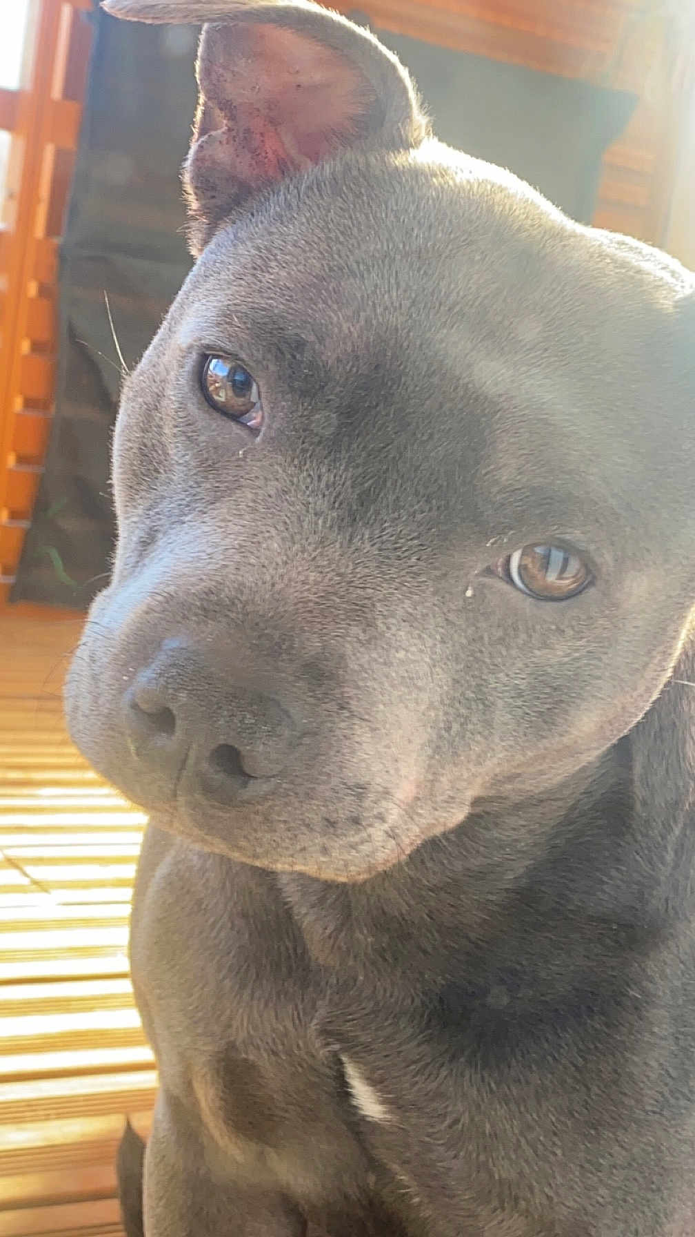 Usko participe au concours pour gagner de l'argent avec cette photo : dog, close_up, pet, canine, portrait, brown_eyes, snout, nose, whiskers, fur, indoor, sunlight, reflection, wooden_floor, bench, attentive, curious, cute, muzzle, ear