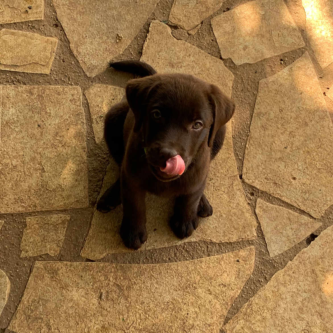 Romeo participe au concours pour gagner de l'argent avec cette photo : animal, architecture, bodypart, building, canine, dog, flagstone, hound, labradorretriever, mouth, path, person, pet, puppy, rock, slate, stonewall, tile, walkway, wall
