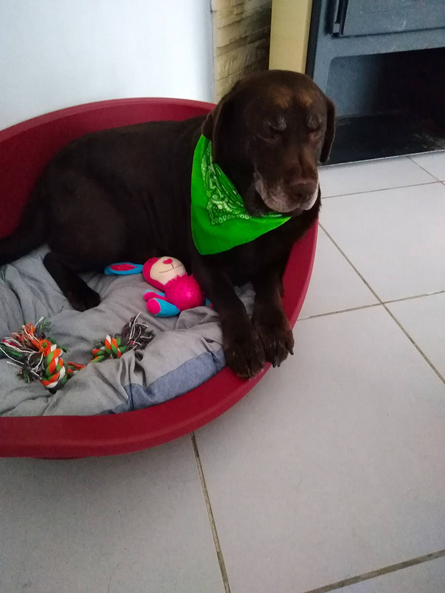 Géraldine a rejoint le concours — aidez-le/la à gagner de superbes lots ! beagador, canidae, carnivore, companion_dog, dog, dog_breed, german_shorthaired_pointer, hunting_dog, labrador_retriever, pointer, pointing_breed, retriever, sporting_group, weimaraner