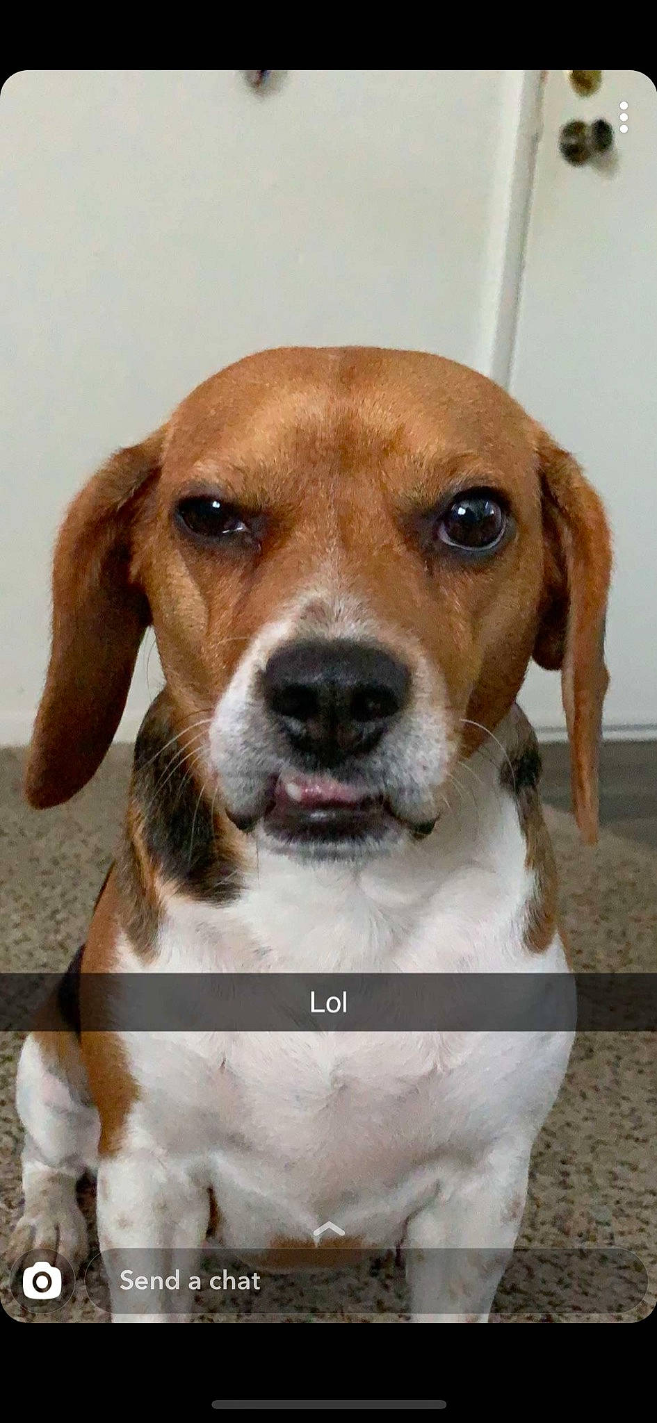 Buttercup is registered to the contest to win money with this photo: american_foxhound, beagle, beagle_harrier, canidae, carnivore, companion_dog, dog, dog_breed, drever, english_foxhound, harrier, hound, mammal, nose, pocket_beagle, rare_breed_dog, snout, sporting_group, treeing_walker_coonhound, vertebrate