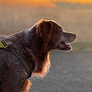 Lulu a rejoint le concours — aidez-le/la à gagner de superbes lots ! dog, sunset, outdoor, profile, canine, pet, fur, harness, animal, nature, golden_hour, side_view, muzzle, portrait, warm_light, blurry_background, peaceful, looking_away, walking, companion