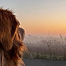 Lulu a rejoint le concours — aidez-le/la à gagner de superbes lots ! dog, sunrise, mist, outdoor, nature, grass, sky, animal, pet, brown_fur, side_view, quiet, peaceful, morning, landscape, fog, canine, scenic, serene, watching