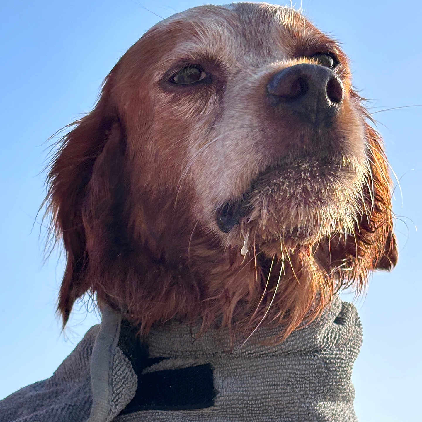 Lulu a rejoint le concours — aidez-le/la à gagner de superbes lots ! dog, wet, towel, outdoor, sky, portrait, canine, fur, closeup, animal, pet, brown, expression, sunlight, profile, muzzle, ears, whiskers, daylight, majestic