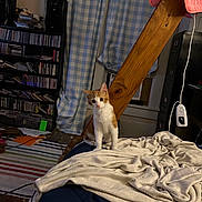 Honey Bun joined the competition — help win amazing prizes! bed, blanket, bookshelf, cat, cds, clutter, cozy, curious, curtains, cushion, domestic, furniture, indoor, kitten, orange_and_white, pet, room, striped_rug, window, wooden_beam