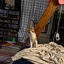 bed, blanket, bookshelf, cat, cds, clutter, cozy, curious, curtains, cushion, domestic, furniture, indoor, kitten, orange_and_white, pet, room, striped_rug, window, wooden_beam
