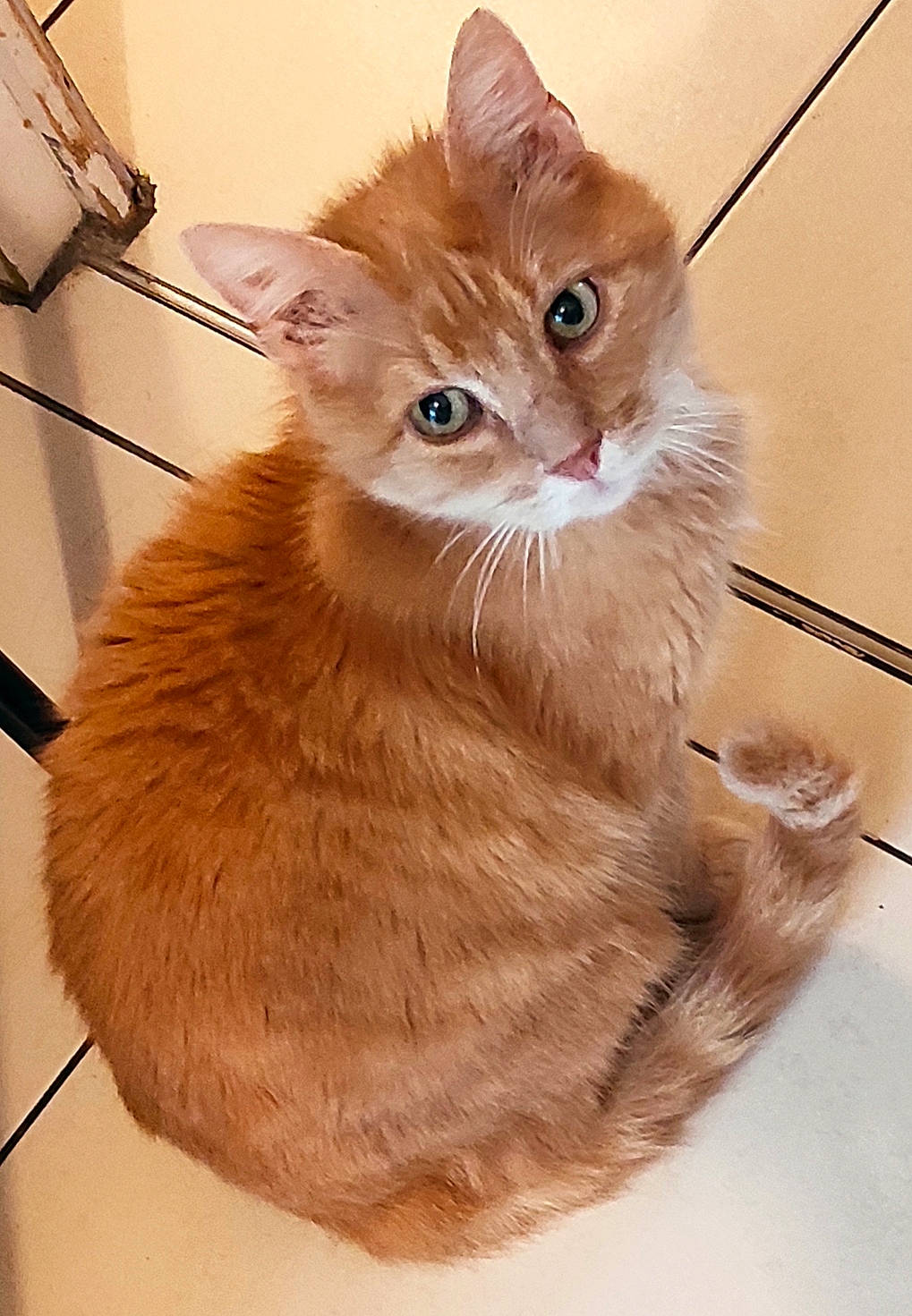 Caramel participe au concours pour gagner de l'argent avec cette photo : carnivore, cat, claw, domestic_short_haired_cat, fawn, felidae, fur, liver, paw, peach, small_to_medium_sized_cats, snout, tail, whiskers, window, wood