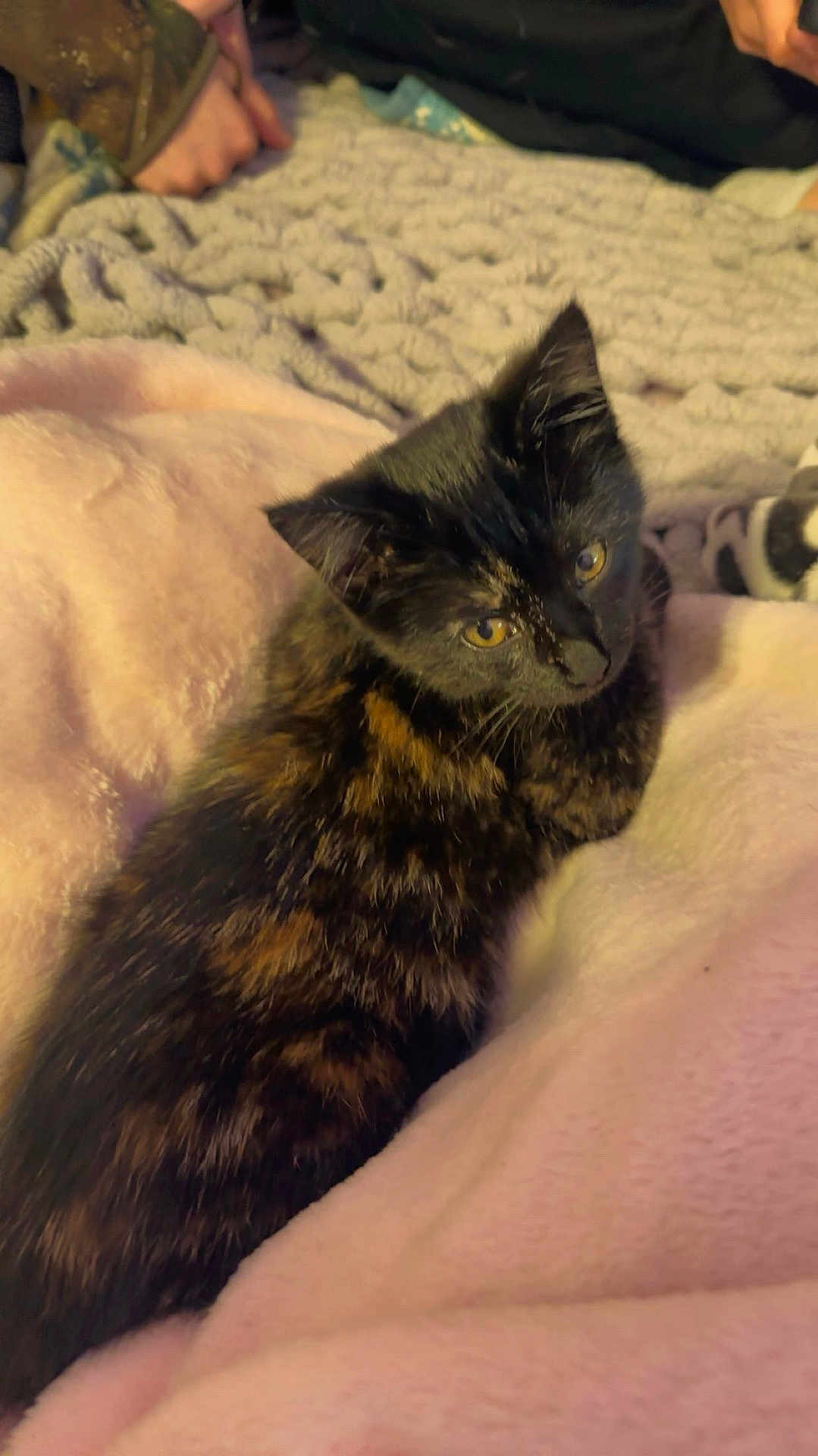 Willow is registered to the contest to win money with this photo: kitten, cat, tortoiseshell, pet, animal, feline, yellow_eyes, blanket, pink_blanket, knit_blanket, cozy, indoor, resting, cute, curious, soft_texture, hands, fur, young_cat, domestic_cat