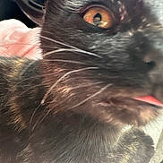 Willow joined the competition — help win amazing prizes! cat, black_cat, close_up, tongue_out, whiskers, fur, eye, pet, animal, cute, indoor, soft_texture, pink_background, resting, feline, playful, portrait, domestic_animal, closeup, face