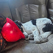 Bandit is registered to the contest to win money with this photo: black_and_white, canine, car_seat, curled_up, dog, domestic_animal, fur, hard_hat, inside_car, leather, paw, pet, red, relaxing, resting, seat_belt, sleeping, tired, vehicle, window