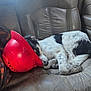 black_and_white, canine, car_seat, curled_up, dog, domestic_animal, fur, hard_hat, inside_car, leather, paw, pet, red, relaxing, resting, seat_belt, sleeping, tired, vehicle, window