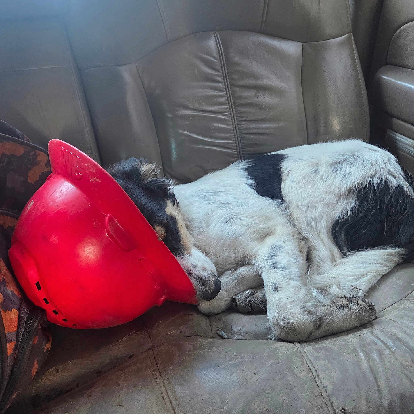 Bandit is registered to the contest to win money with this photo: black_and_white, canine, car_seat, curled_up, dog, domestic_animal, fur, hard_hat, inside_car, leather, paw, pet, red, relaxing, resting, seat_belt, sleeping, tired, vehicle, window