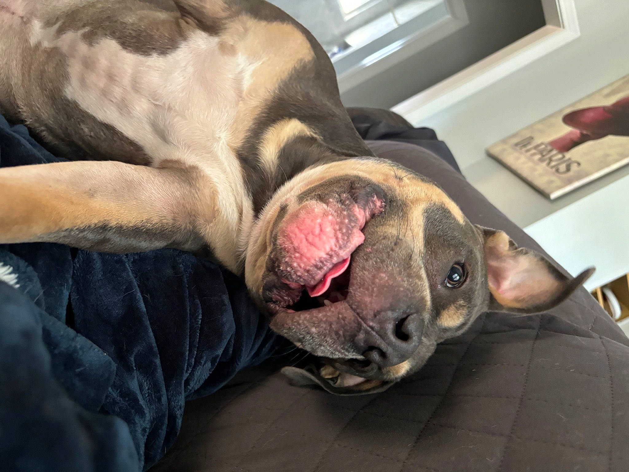 Beast is registered to the contest to win money with this photo: ball, canidae, carnivore, companion_dog, dog, dog_breed, fawn, flesh, fur, guard_dog, jaw, molosser, non_sporting_group, picture_frame, snout, sporting_group, terrestrial_animal, whiskers, working_animal, wrinkle