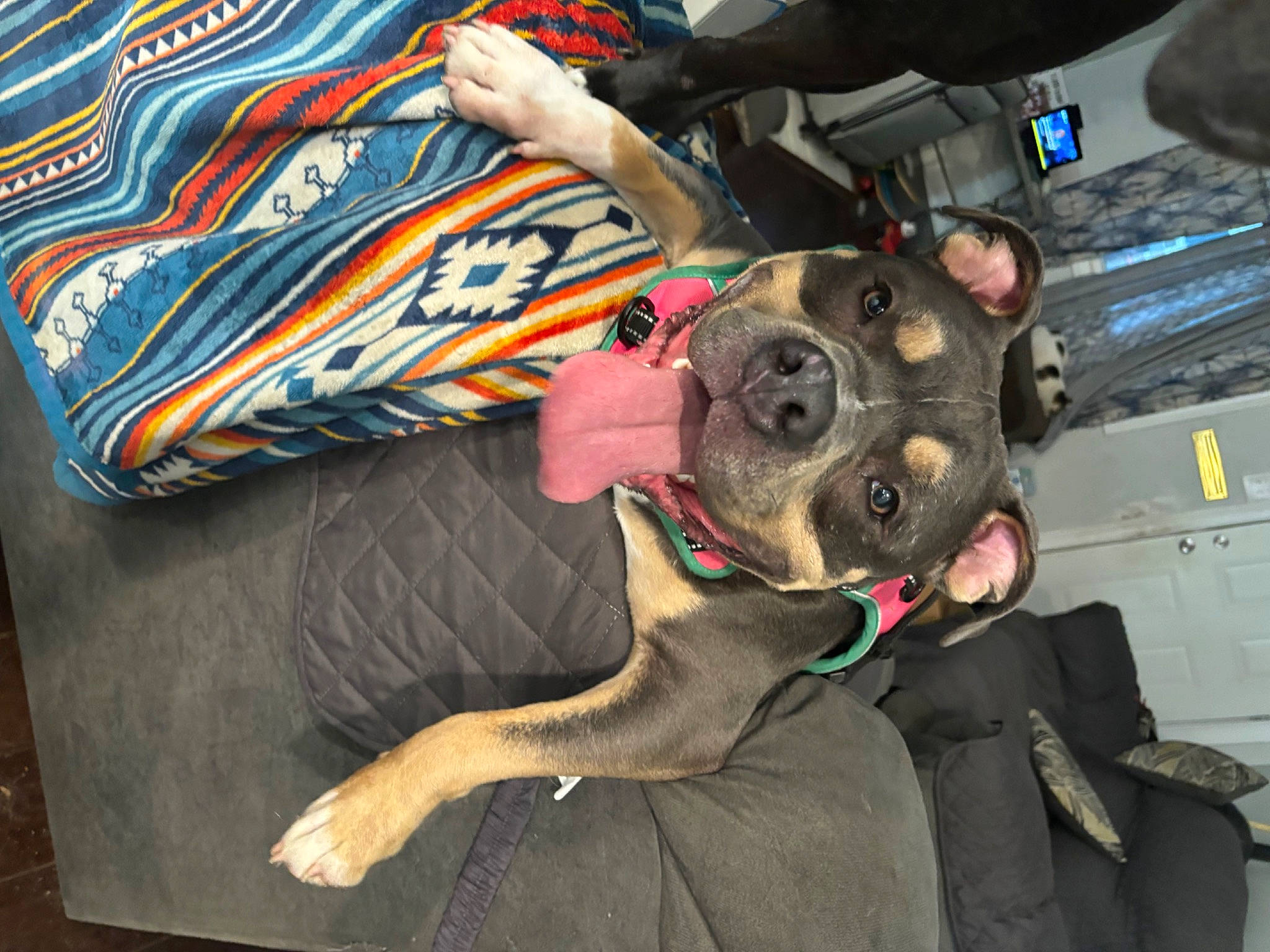 Beast is registered to the contest to win money with this photo: adventure, auto_part, canidae, carnivore, collar, companion_dog, dog, dog_breed, dog_collar, eyewear, fawn, leash, motor_vehicle, non_sporting_group, personal_protective_equipment, snout, sporting_group, working_animal