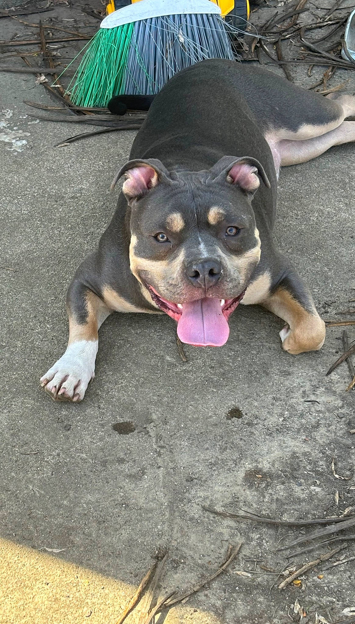 Beast is registered to the contest to win money with this photo: boston_terrier, bulldog, canidae, carnivore, companion_dog, dog, dog_breed, fawn, fur, molosser, non_sporting_group, paw, puppy, puppy_love, road_surface, sporting_group, terrier, toy_dog, whiskers, working_animal