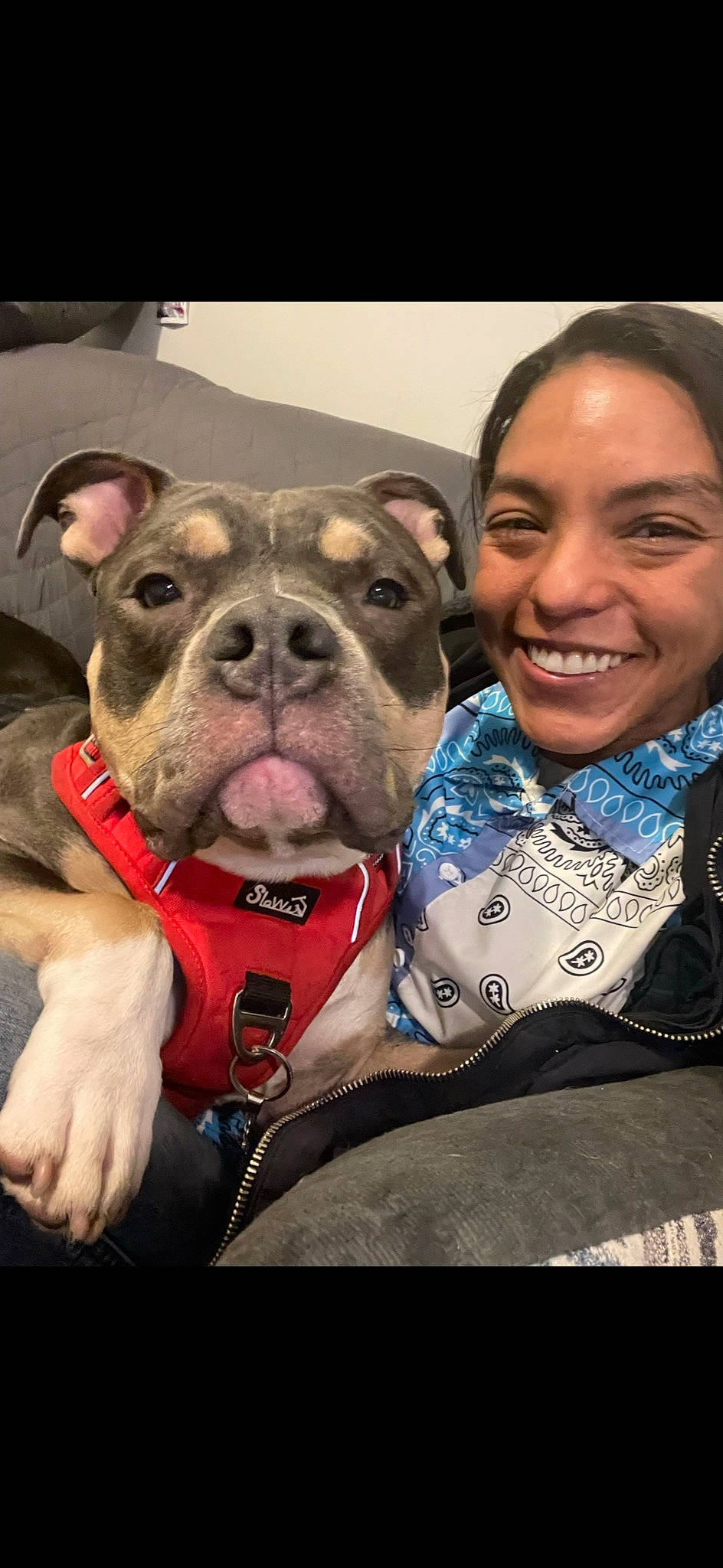 Beast joined the competition — help win amazing prizes! canidae, carnivore, collar, companion_dog, dog, dog_breed, dog_collar, fawn, fur, guard_dog, happy, molosser, non_sporting_group, smile, snout, sporting_group, whiskers, working_animal, working_dog, wrinkle