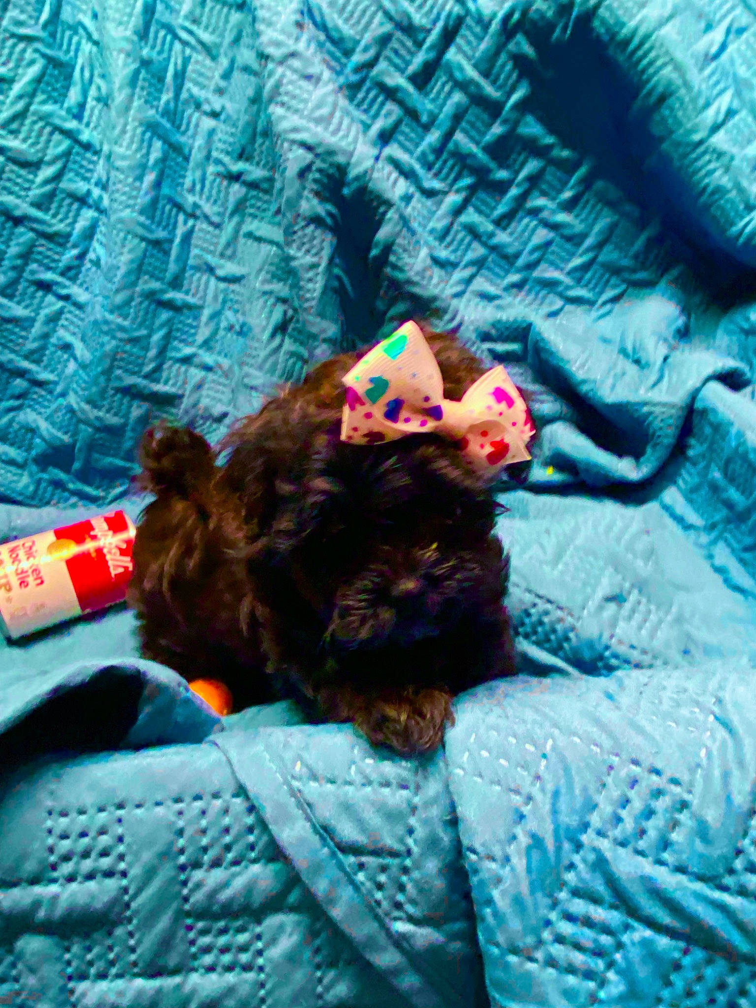 Hollie joined the competition — help win amazing prizes! canidae, carnivore, comfort, companion_dog, dog, dog_breed, electric_blue, fawn, felidae, fun, fur, linens, magenta, sitting, small_to_medium_sized_cats, sporting_group, terrier, textile, toy, toy_dog