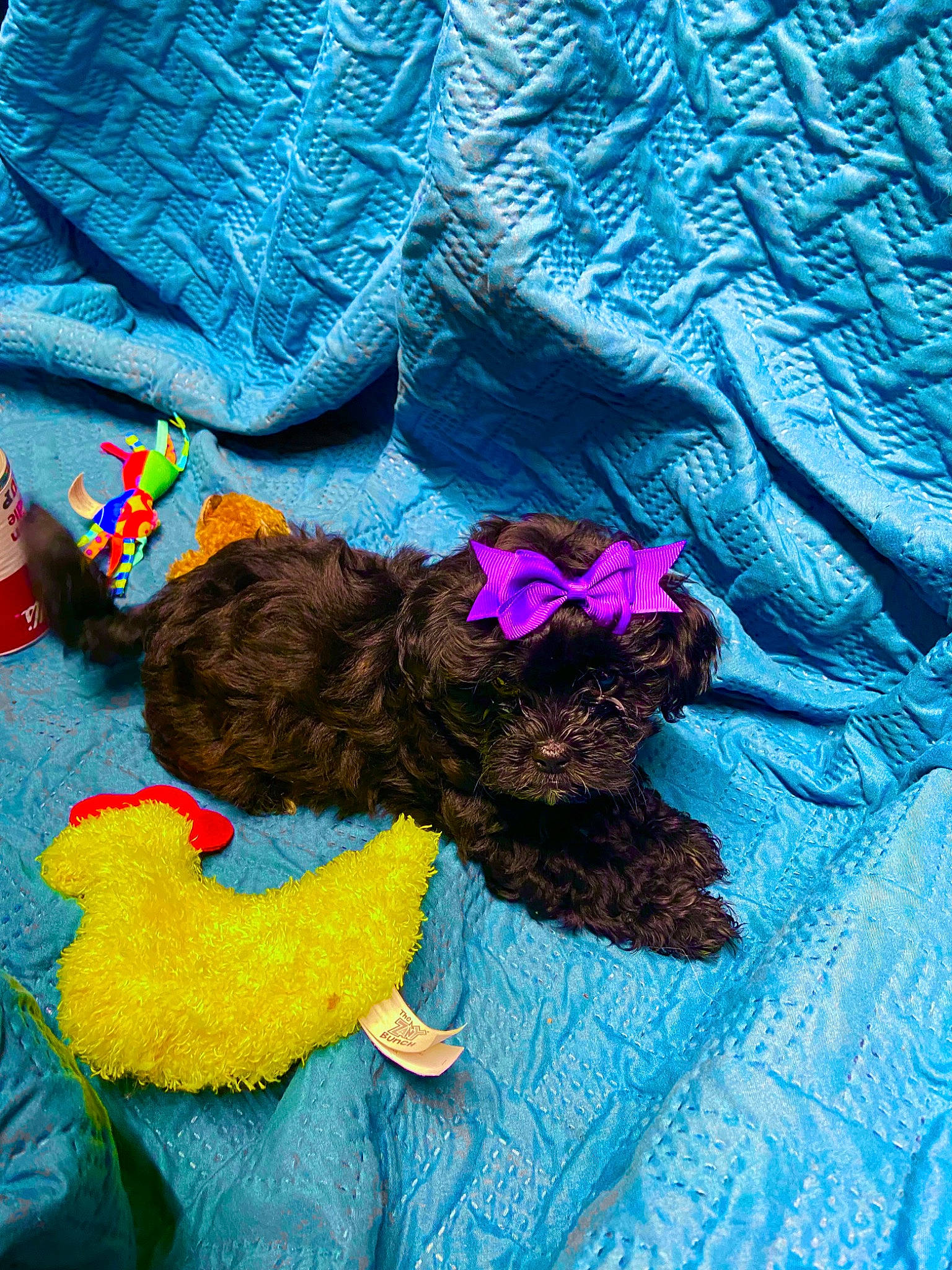 Hollie is registered to the contest to win money with this photo: creative_arts, dog_breed, electric_blue, fashion_accessory, fun, fur, linens, magenta, natural_material, pattern, petal, purple, sleeve, sporting_group, toy, visual_arts, wool