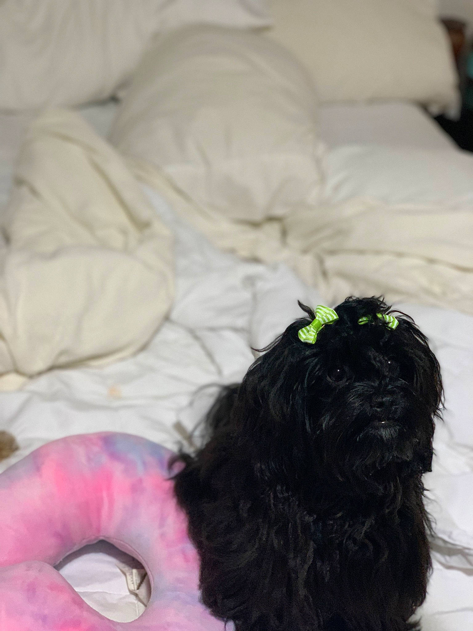 Hollie is registered to the contest to win money with this photo: bedding, carnivore, comfort, companion_dog, dog, dog_breed, dog_collar, dog_supply, eyelash, fashion_accessory, fur, linens, liver, magenta, nap, terrier, textile, toy_dog, vertebrate, working_animal