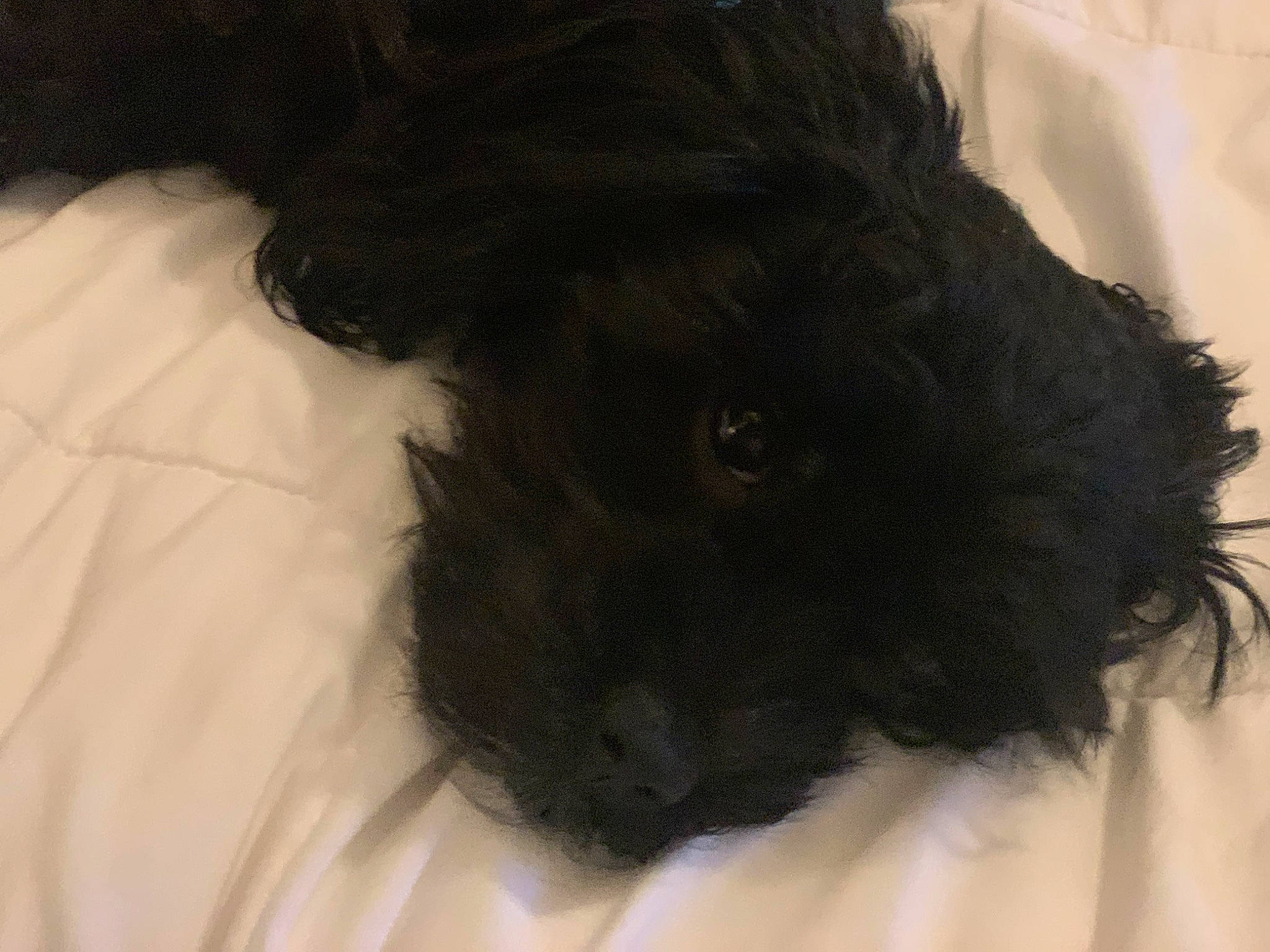 Hollie is registered to the contest to win money with this photo: canidae, carnivore, collar, companion_dog, dog, dog_breed, dog_collar, fur, labradoodle, liver, maltepoo, pet_supply, snout, sporting_group, terrestrial_animal, terrier, toy, toy_dog, water_dog, working_animal