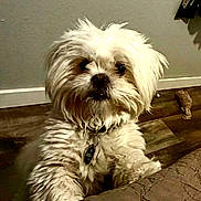 Kash is registered to the contest to win money with this photo: dog, white_dog, fluffy, pet, indoor, floor, toy, collar, curious, fur, bedspread, home, animal, cute, small_dog, companion, looking_up, domestic, friendly, household