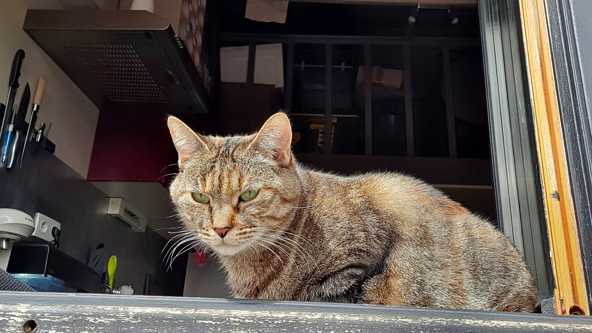 Guess a rejoint le concours — aidez-le/la à gagner de superbes lots ! carnivore, cat, domestic_short_haired_cat, felidae, fur, sitting, small_to_medium_sized_cats, snout, tail, terrestrial_animal, whiskers, wildlife, window