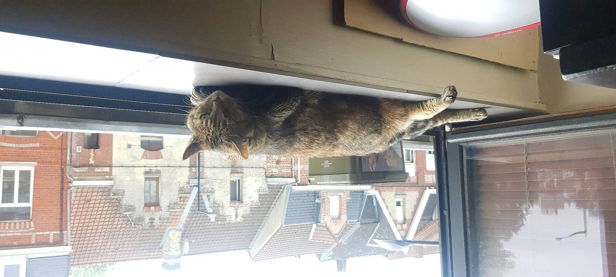 Guess a rejoint le concours — aidez-le/la à gagner de superbes lots ! building, carnivore, felidae, flooring, fur, small_to_medium_sized_cats, snout, sporting_group, tail, window, wood