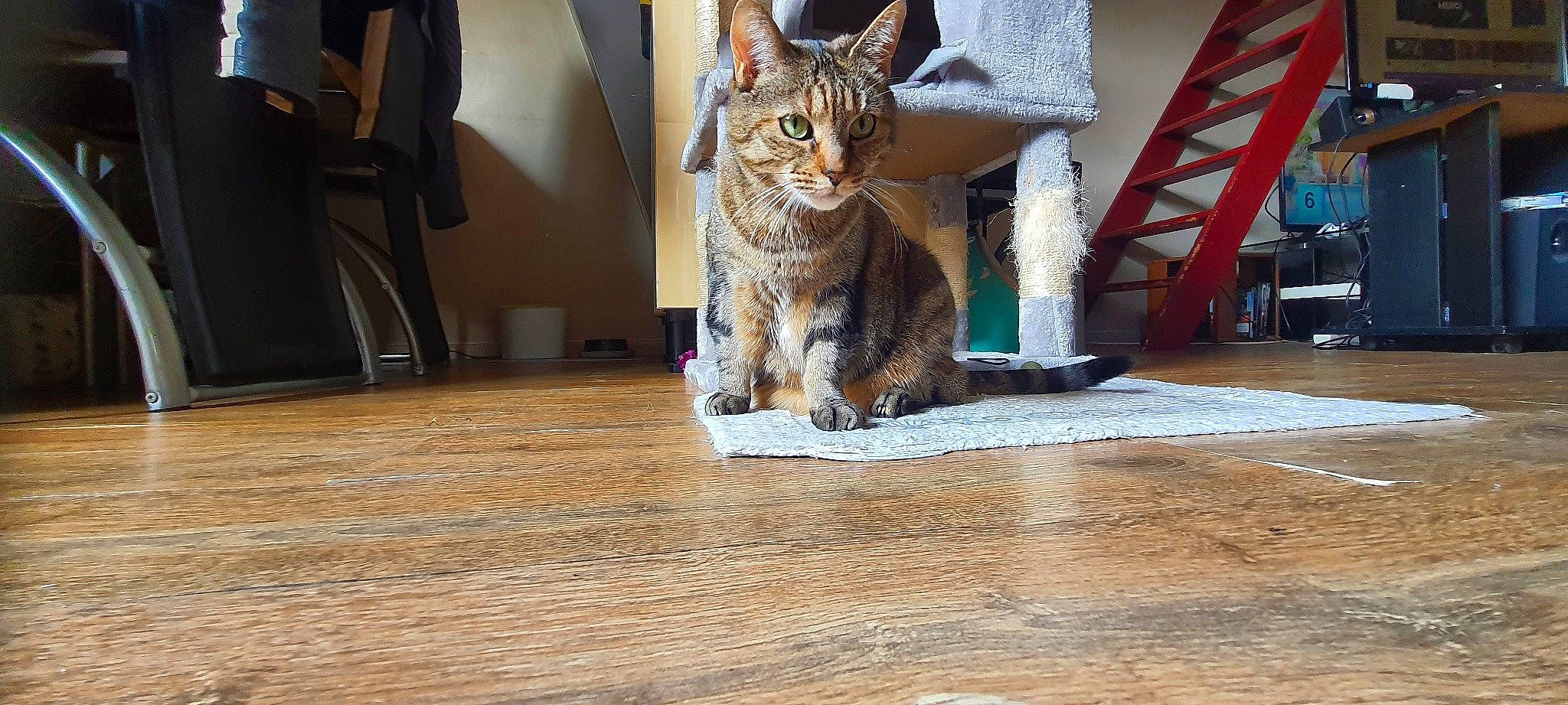 Guess a rejoint le concours — aidez-le/la à gagner de superbes lots ! carnivore, cat, comfort, domestic_short_haired_cat, fawn, felidae, floor, flooring, fur, hardwood, laminate_flooring, small_to_medium_sized_cats, snout, tail, terrestrial_animal, varnish, whiskers, wood, wood_flooring, wood_stain