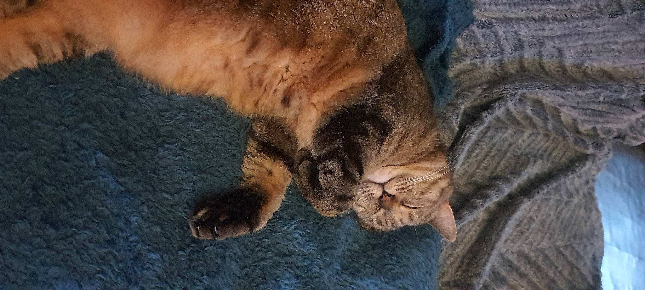 Guess a rejoint le concours — aidez-le/la à gagner de superbes lots ! canidae, carnivore, cat, claw, comfort, dog_breed, domestic_short_haired_cat, felidae, fur, liver, paw, small_to_medium_sized_cats, snout, tail, terrestrial_animal, tree, trunk, whiskers, wood, wrinkle