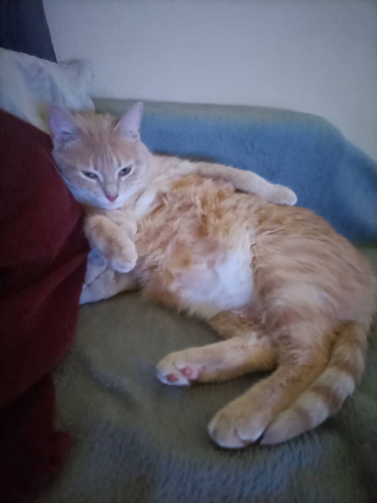 Choupinette a rejoint le concours — aidez-le/la à gagner de superbes lots ! bed, carnivore, cat, cat_supply, claw, comfort, domestic_short_haired_cat, fawn, felidae, foot, fur, gesture, nap, paw, sitting, small_to_medium_sized_cats, snout, tail, whiskers, wood