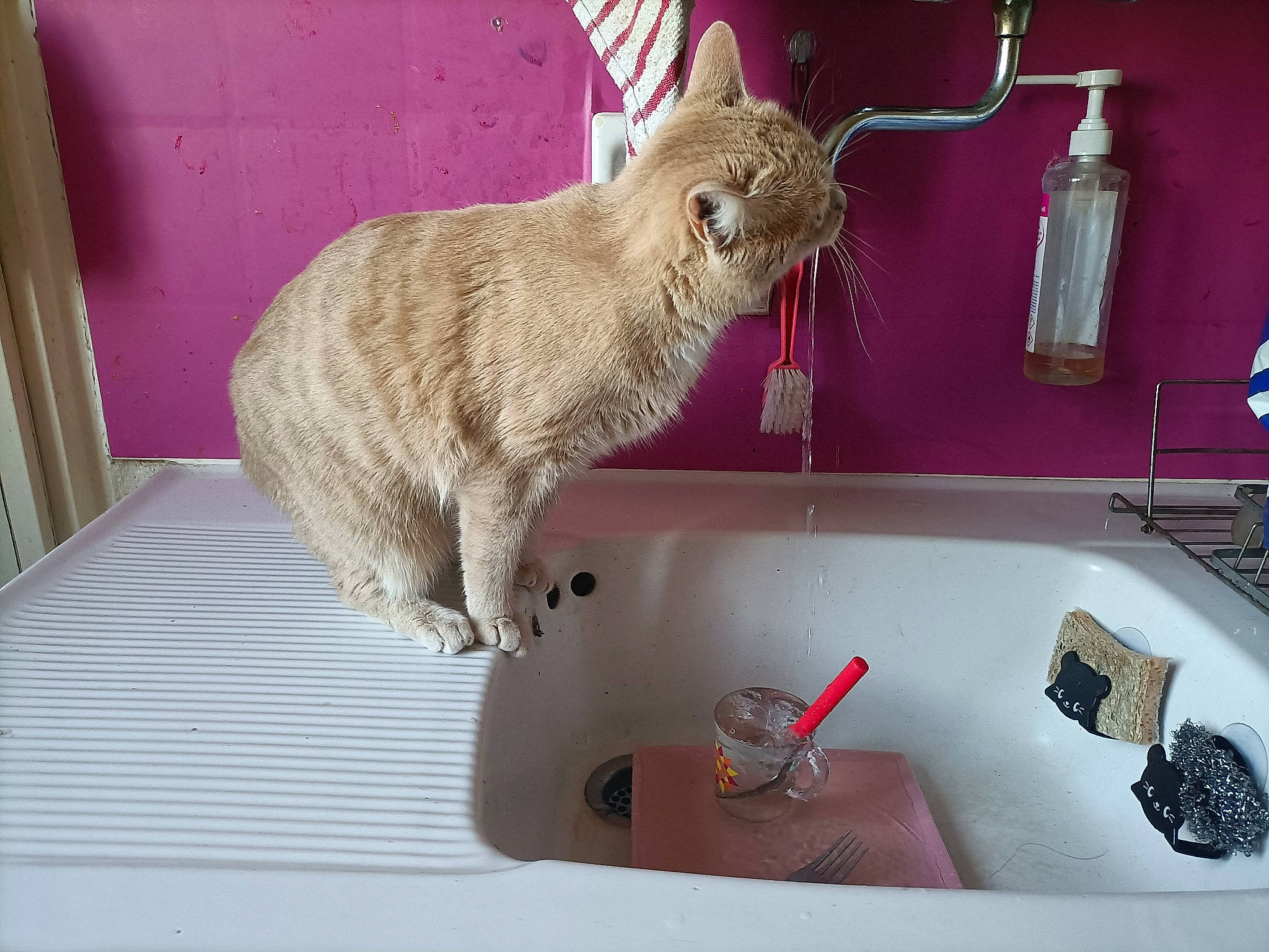 Choupinette participe au concours pour gagner de l'argent avec cette photo : bathroom, bathroom_accessory, bathroom_sink, bathtub, carnivore, cat, fawn, felidae, fluid, household_supply, plumbing, plumbing_fitting, plumbing_fixture, shelf, sink, small_to_medium_sized_cats, snout, tail, tap, whiskers