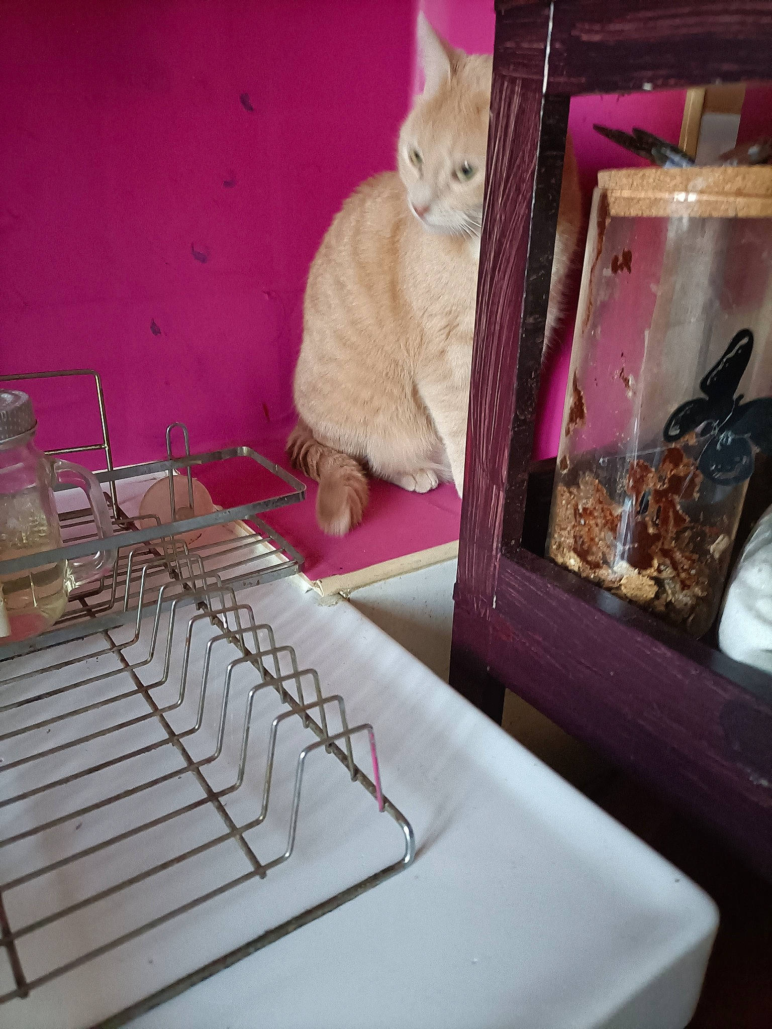 Choupinette a rejoint le concours — aidez-le/la à gagner de superbes lots ! audio_equipment, cat, domestic_short_haired_cat, electronic_instrument, fawn, felidae, fur, linens, magenta, office_equipment, paw, pet_supply, room, small_to_medium_sized_cats, space_bar, table, tableware, tail, whiskers, wood