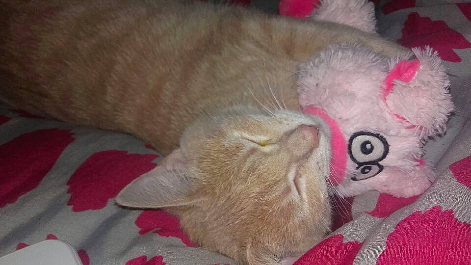 Choupinette participe au concours pour gagner de l'argent avec cette photo : british_shorthair, carnivore, cat, fawn, felidae, fur, kitten, nap, pink, small_to_medium_sized_cats, tail, whiskers