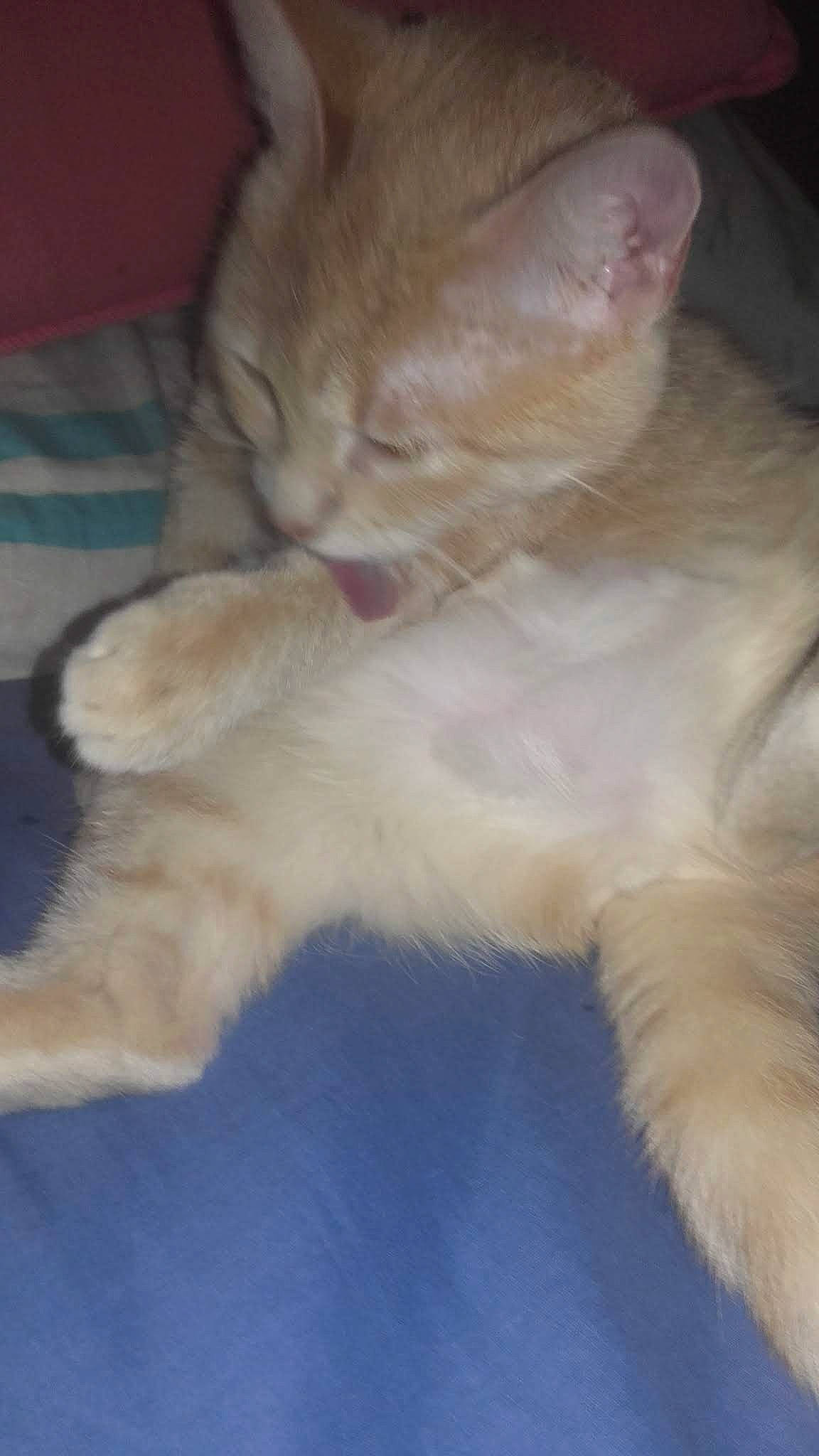 Choupinette a rejoint le concours — aidez-le/la à gagner de superbes lots ! asian, carnivore, cat, domestic_long_haired_cat, european_shorthair, fawn, felidae, kitten, mammal, norwegian_forest_cat, oriental_longhair, persian, polydactyl_cat, small_to_medium_sized_cats, tail, turkish_angora, whiskers