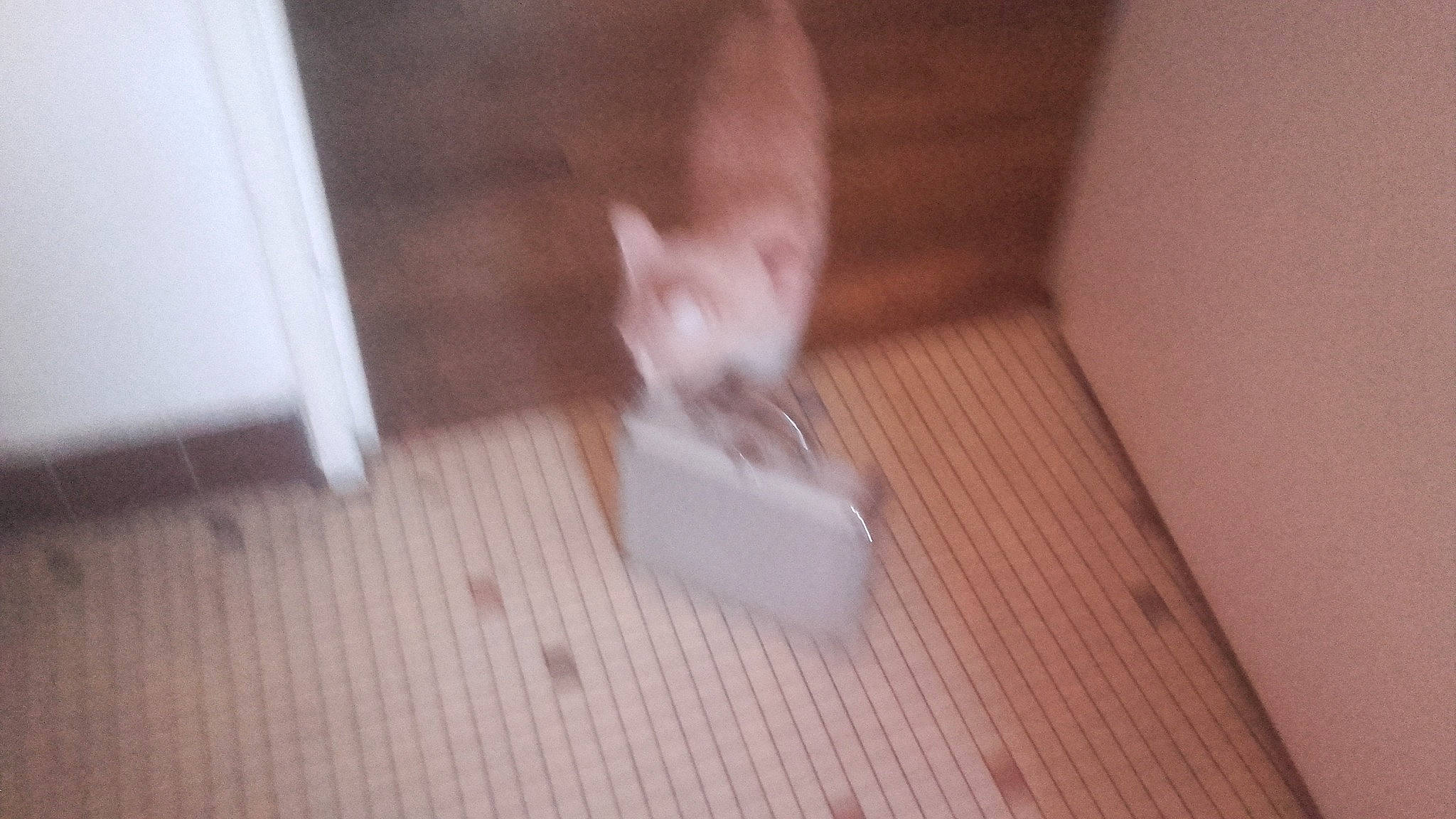 Choupinette participe au concours pour gagner de l'argent avec cette photo : cat, fawn, felidae, floor, flooring, hardwood, kitten, small_to_medium_sized_cats, tail, whiskers