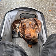 Sosa is registered to the contest to win money with this photo: dog, dachshund, pet, animal, brown_dog, short_hair, floppy_ears, wide_eyes, looking_up, sitting, pet_carrier, travel, harness, leash, mesh, gray, outdoor, leaves, portrait, cute