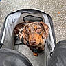 dog, dachshund, pet, animal, brown_dog, short_hair, floppy_ears, wide_eyes, looking_up, sitting, pet_carrier, travel, harness, leash, mesh, gray, outdoor, leaves, portrait, cute