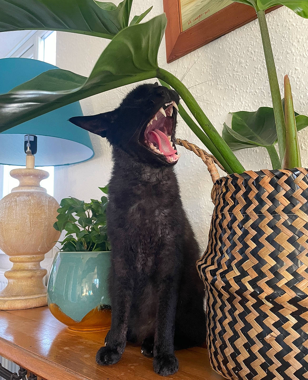 Slinky is registered to the contest to win money with this photo: carnivore, companion_dog, dog, dog_breed, fashion_accessory, felidae, flooring, flowerpot, furniture, grass, hardwood, houseplant, living_room, plant, room, small_to_medium_sized_cats, sporting_group, table, tail, terrestrial_plant