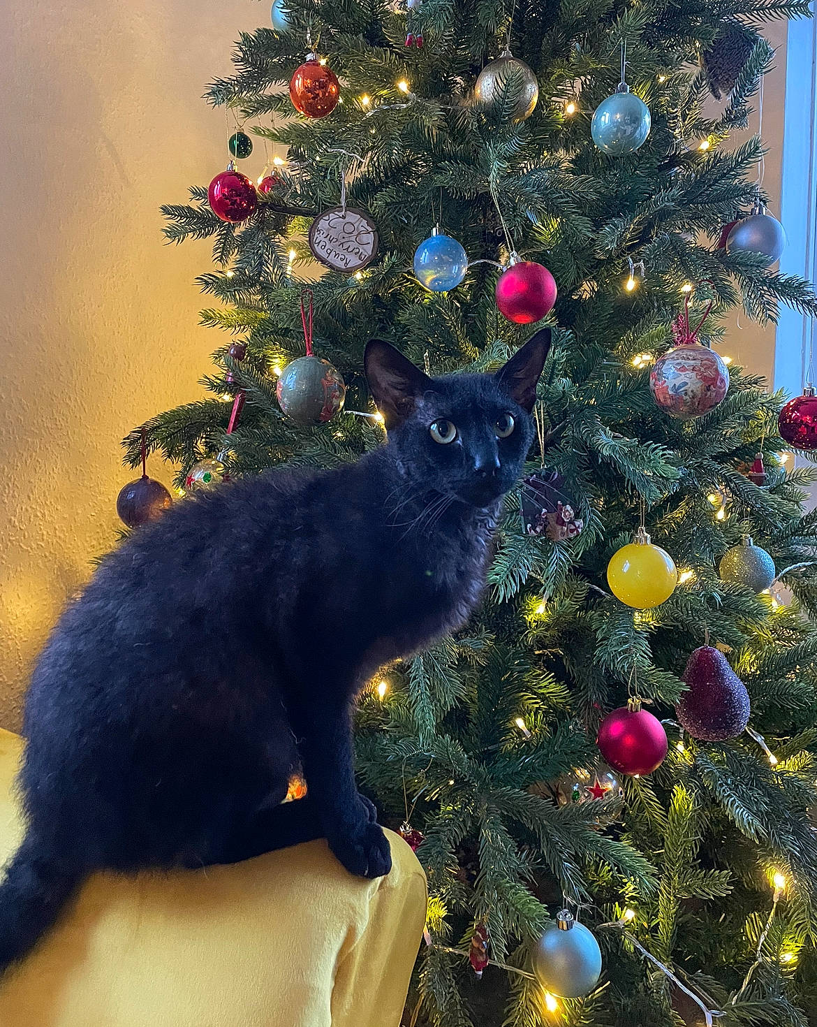 Slinky is registered to the contest to win money with this photo: branch, carnivore, cat, christmas_decoration, christmas_ornament, christmas_tree, event, evergreen, felidae, holiday, holiday_ornament, larch, light, ornament, plant, small_to_medium_sized_cats, tints_and_shades, tree, whiskers, woody_plant