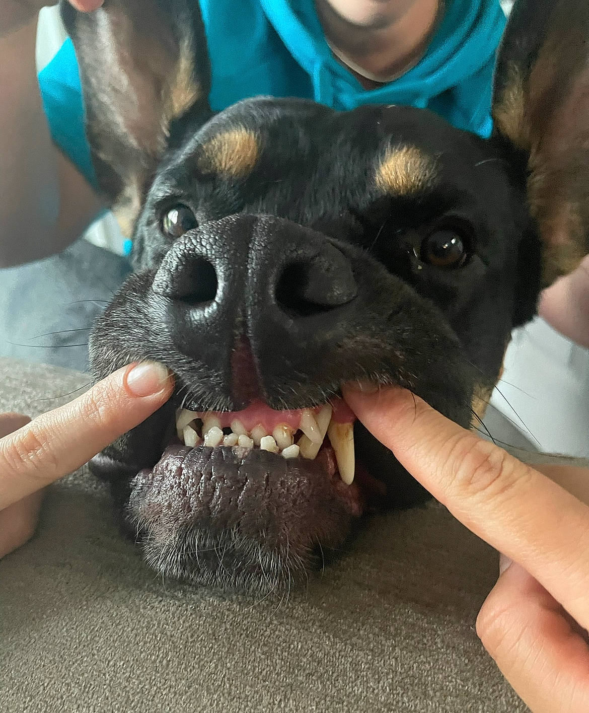 Zeke is registered to the contest to win money with this photo: canidae, carnivore, companion_dog, dog, dog_breed, ear, eyewear, fang, fawn, finger, fur, gesture, hand, nail, paw, snout, sporting_group, toy_dog, whiskers, working_animal